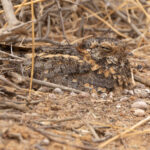 Standard-winged Nightjar (image by Nik Borrow)