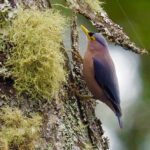 Sulphur-billed Nuthatch (image by Rob Rackliffe)