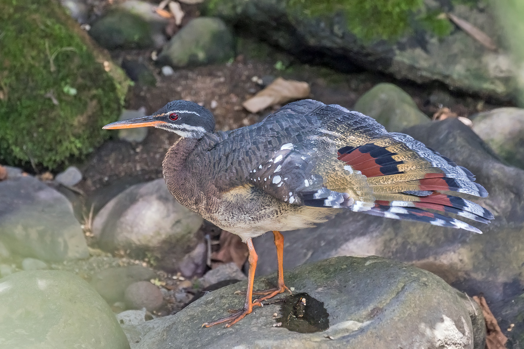 Sunbittern (image by Pete Morris)