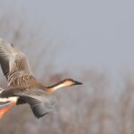 Swan Goose (image by Hannu Jännes)