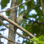 Tagula Honeyeater (image by Mark Beaman)
