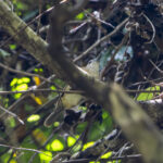 Tagula Shrikethrush (image by Mark Beaman)