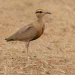 Temminck's Courser (image by Nik Borrow)