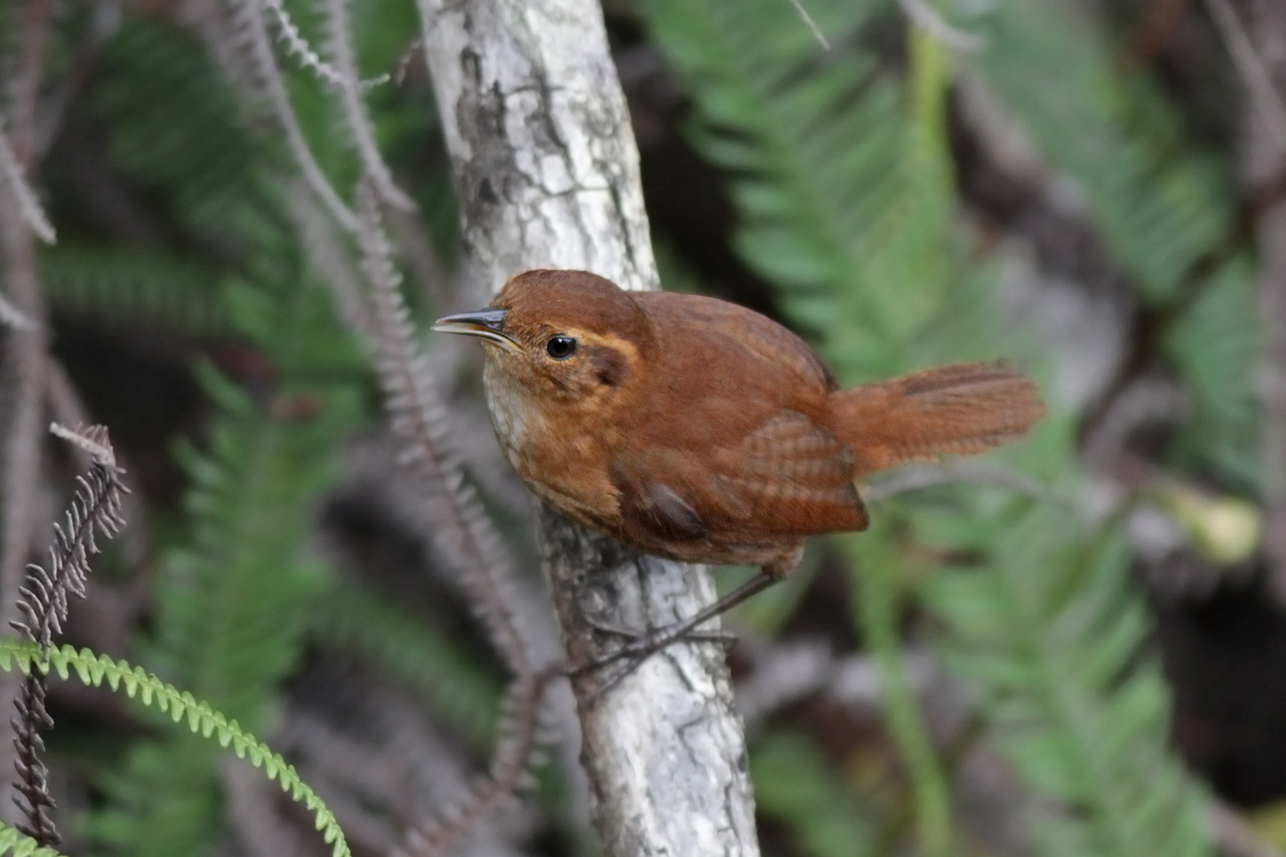 Tepui Wren (image by Eustace Barnes)