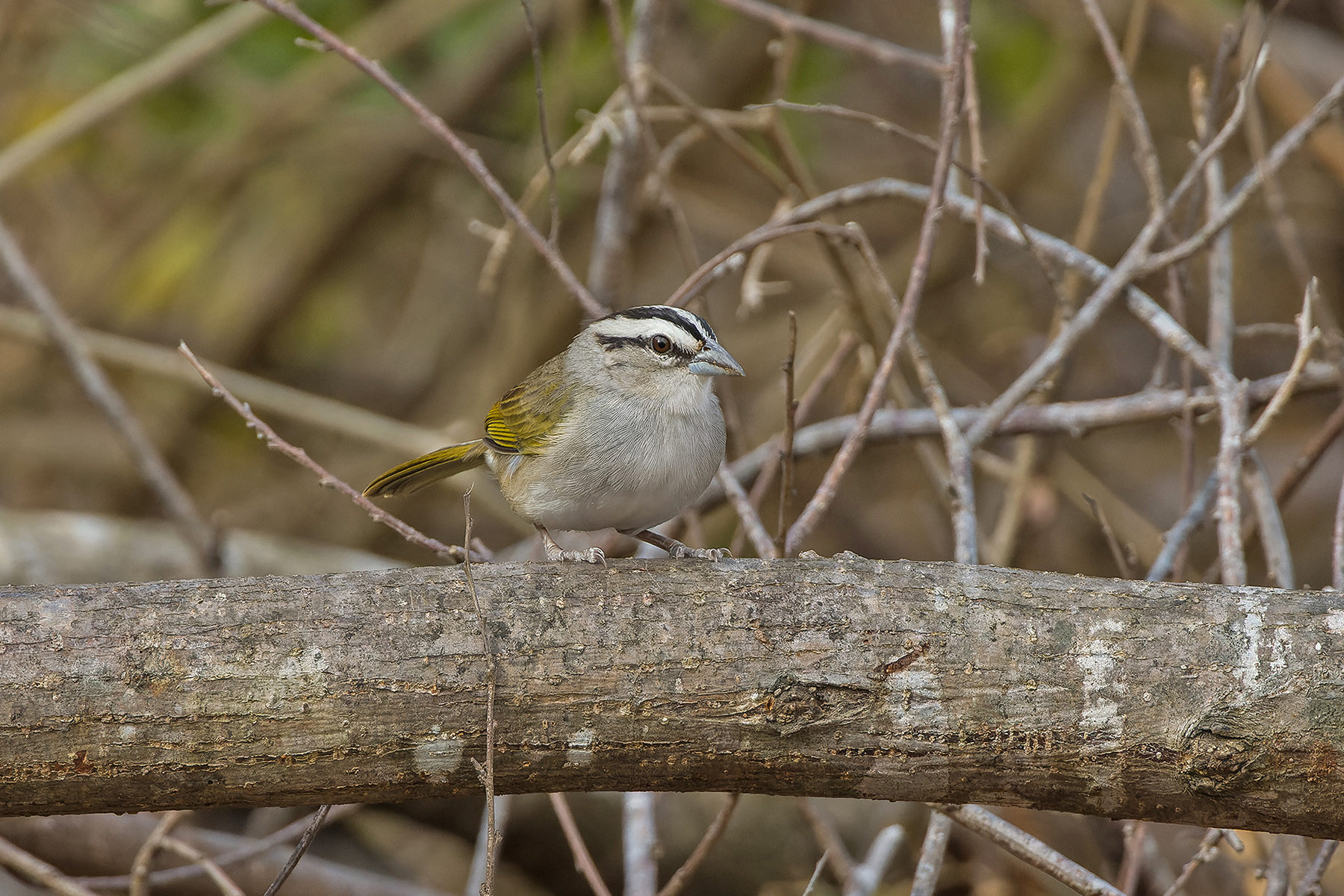Tocuyo Sparrow (image by Pete Morris)