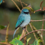 Turquoise Flycatcher (image by Rob Rackliffe)