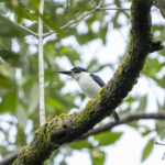 Ultramarine Kingfisher (image by Mark Beaman)