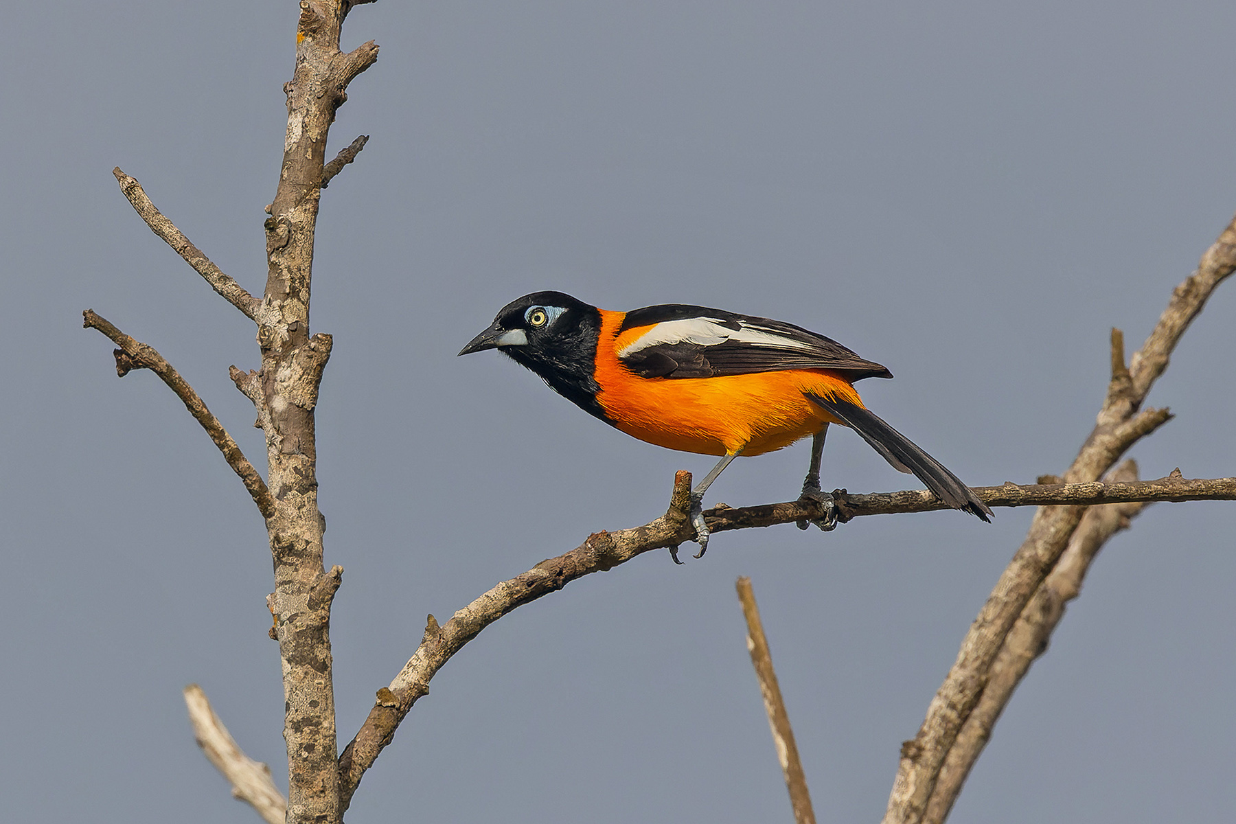 Venezuelan Troupial (image by Pete Morris)