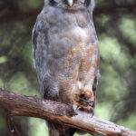 Verreaux's Eagle-Owl (image by Mark Beaman)
