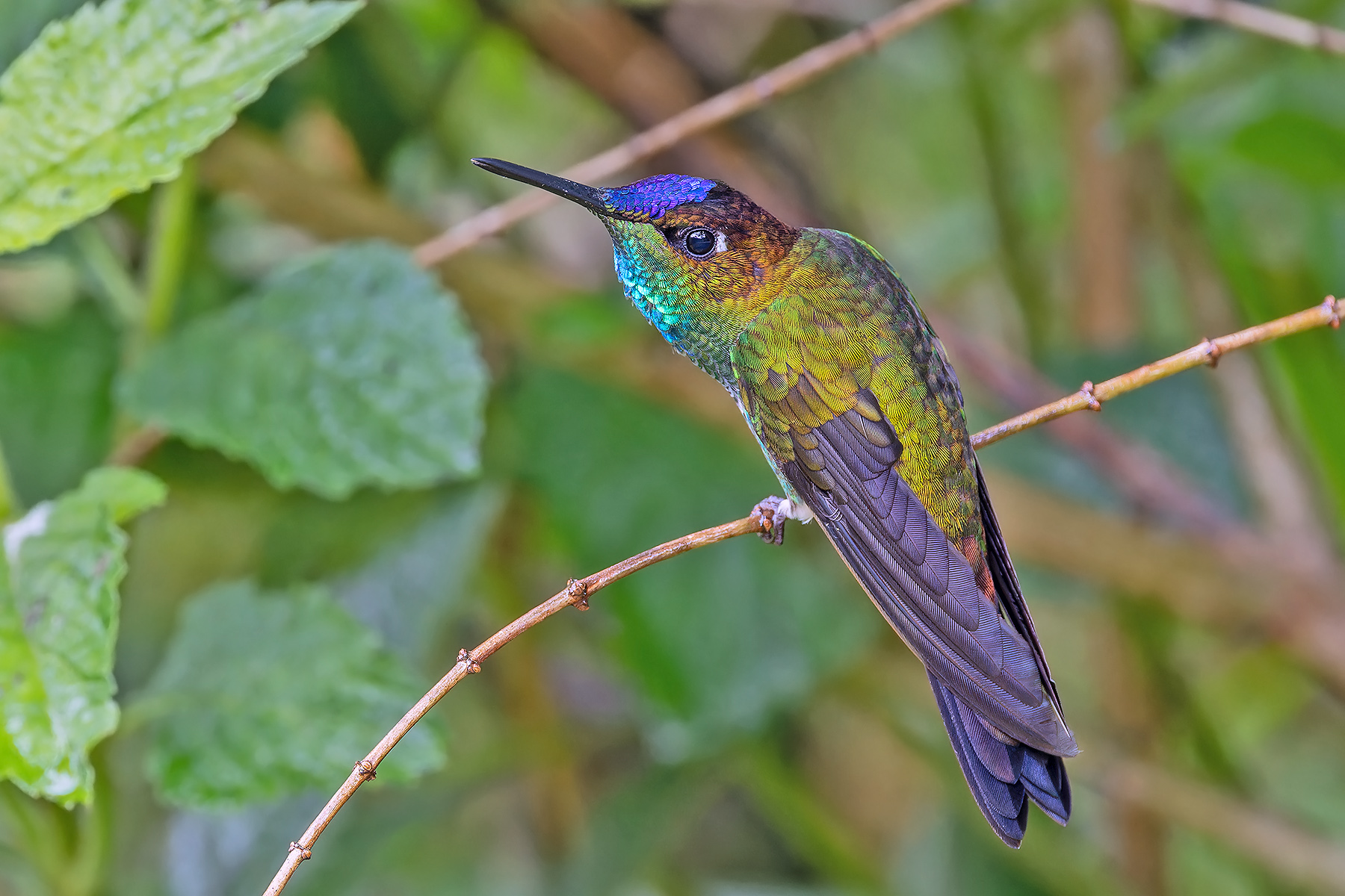 Violet-fronted Brilliant (image by OPete Morris)