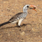 Western Red-billed Hornbill (image by Nik Borrow)