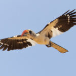 Western Red-billed Hornbill (image by Nik Borrow)