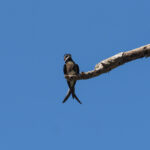 Whiskered Treeswift (image by Mark Van Beirs)