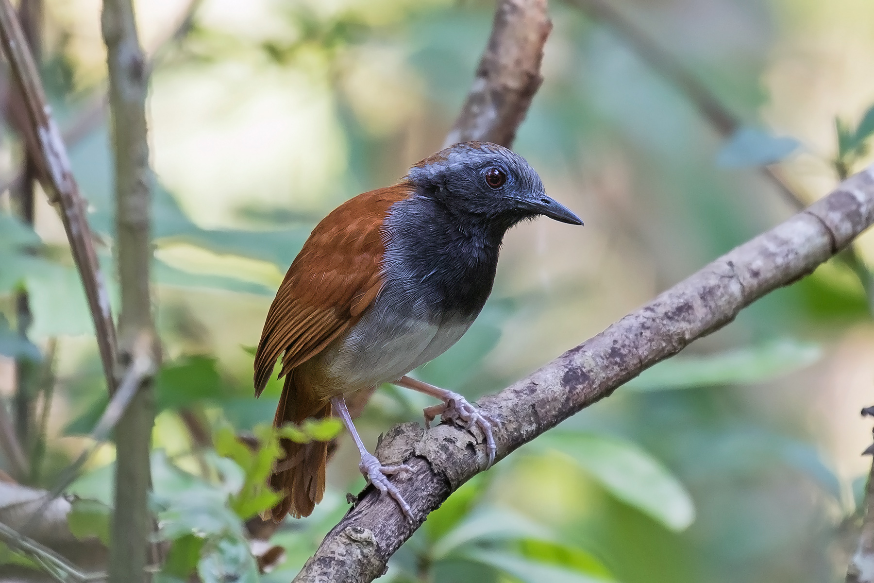 White-bellied Antbird (image by Pete Morris)