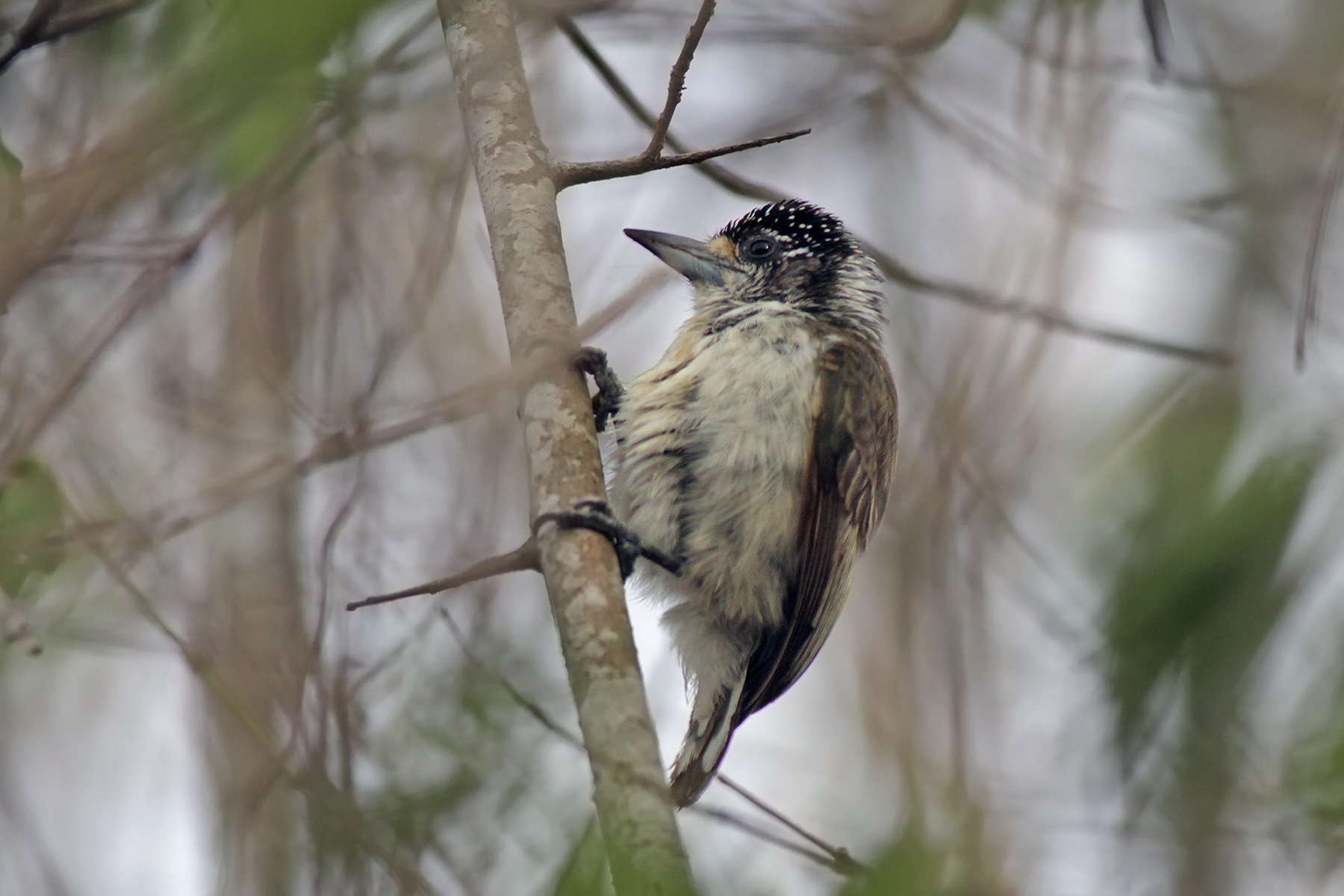 White-bellied Piculet (image by Eustace Barnes)
