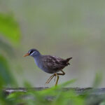 White-browed Crake (image by Paul Matson)