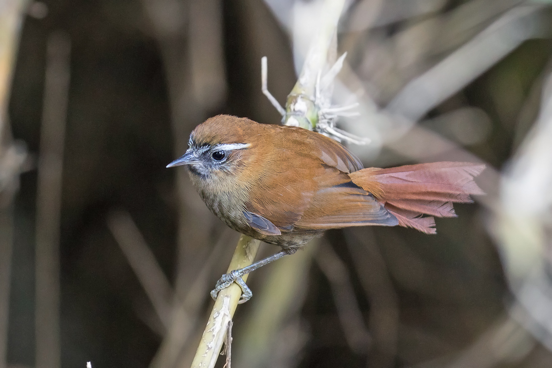 White-browed Spinetail (image by Pete Morris)