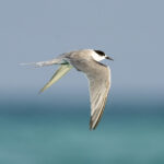 White-cheeked Tern (image by Mark Beaman)