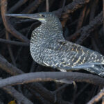 White-crested Tiger Heron (image by Nik Borrow)