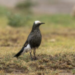 White-crowned Starling (image by Mark Beaman)