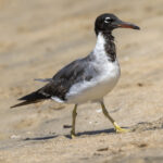 White-eyed Gull (image by Mark Beaman)