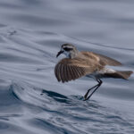 White-faced Storm Petrel (image by Dave Howes)
