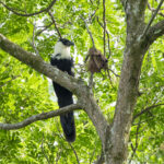 White-necked Coucal (image by Mark Beaman)