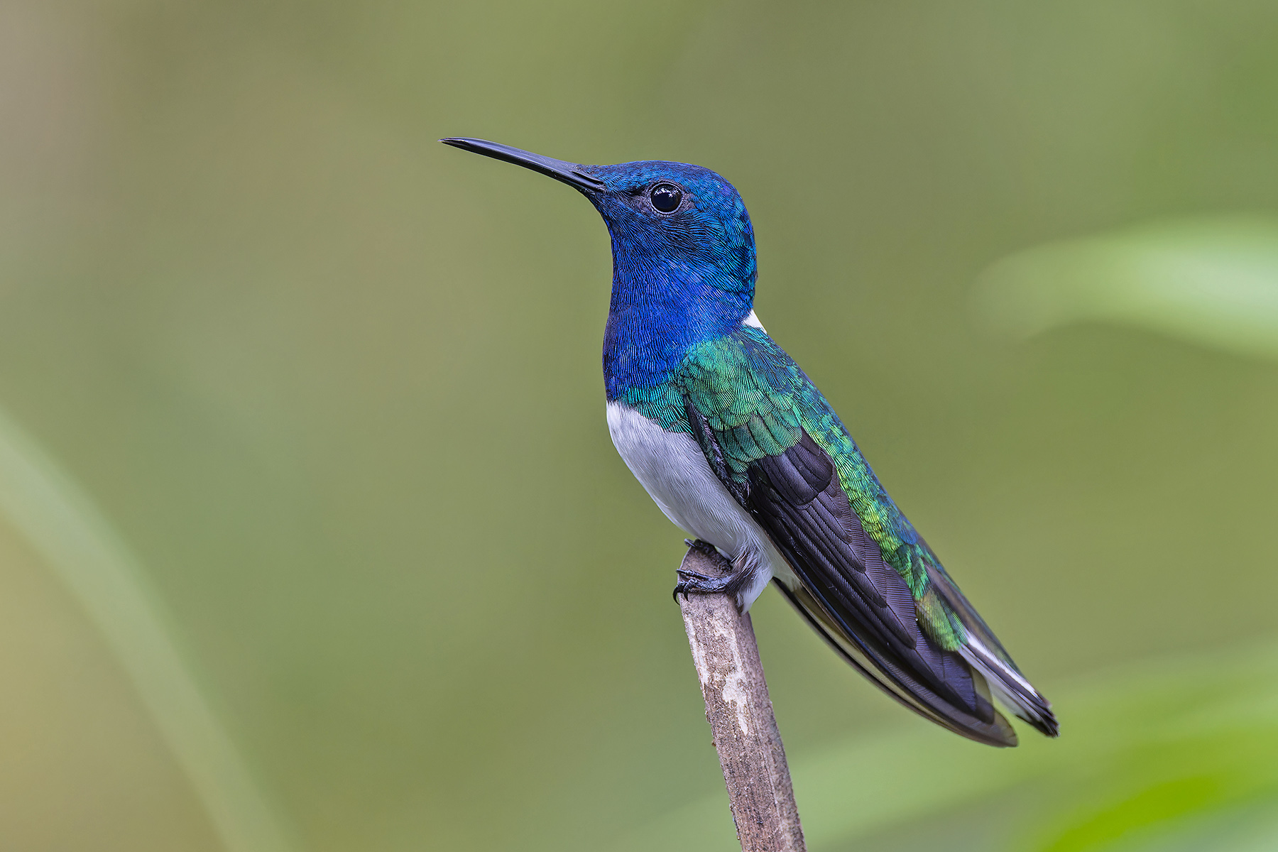 White-necked Jacobin (image by Pete Morris)