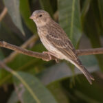 White-rumped Seedeater (image by Nik Borrow)