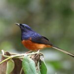 White-rumped Shama (image by Hannu Jännes)