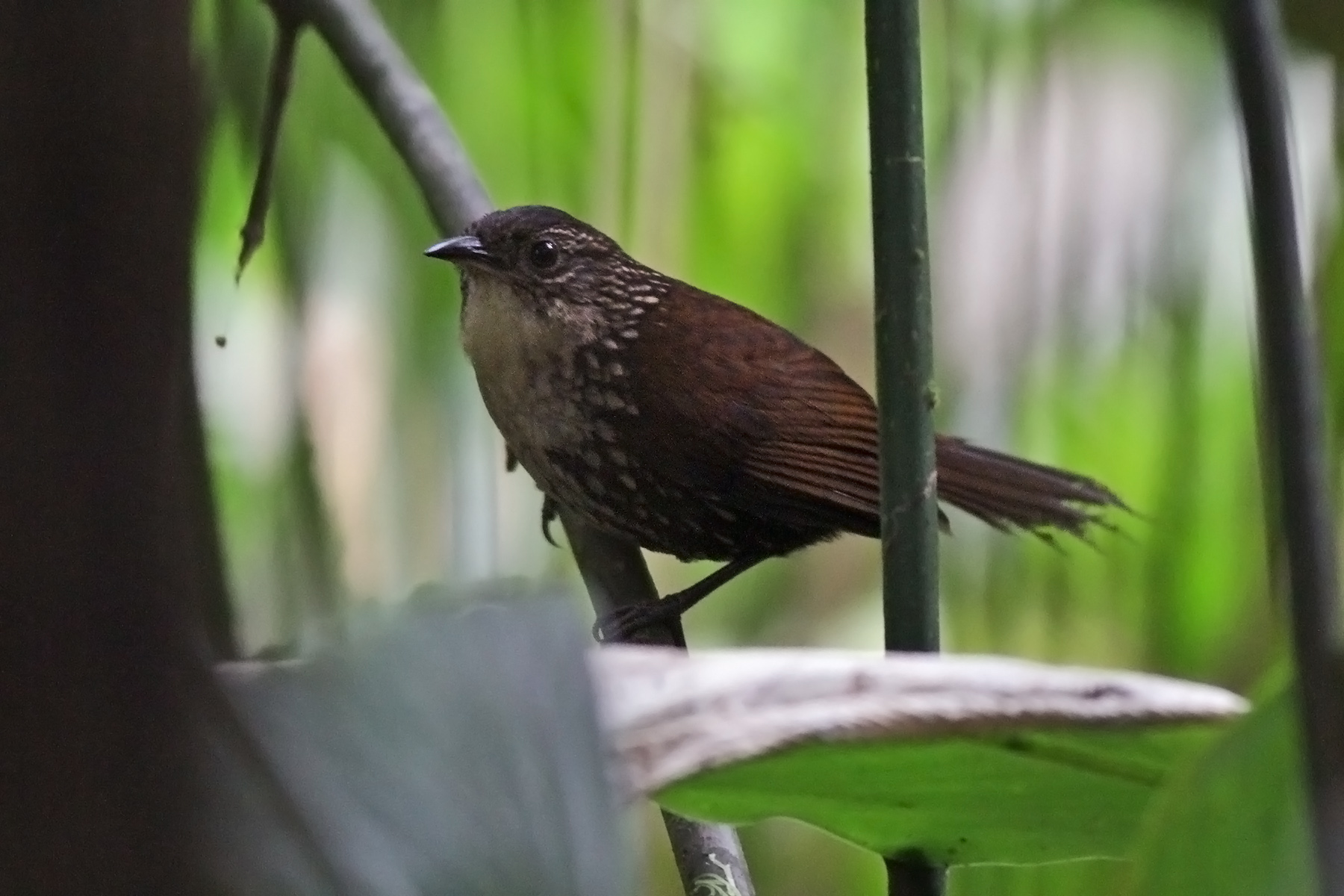 White-throated Barbtail (image by Eustace Barnes)
