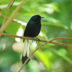White-vented Shama (image by Mark Van Beirs)