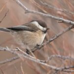 'Songar' Tit (image by Hannu Jännes)