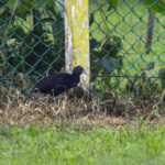Woodford's Rail of the Bougainville form tertius (image by Mark Beaman)