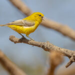 Yellow Penduline Tit (image by Nik Borrow)