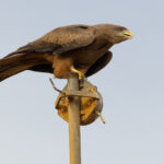 Yellow-billed Kite (image by Nik Borrow)
