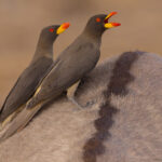 Yellow-billed Oxpeckers (image by Nik Borrow)