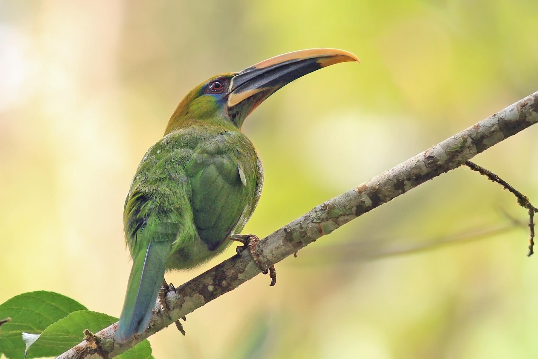 Yellow-billed Toucanet (image by Pete Morris)