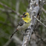 Yellow-breasted Barbet (image by Mark Beaman)