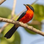 Yellow-crowned Gonolek (image by Nik Borrow)