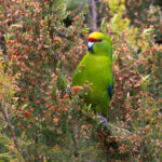 Yellow-crowned Parakeet (image by Dave Howes)
