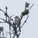 Yellow-rumped Seedeater (image by Mark Beaman)