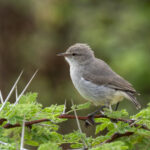 Yellow-vented Eremomela (image by Mark Beaman)