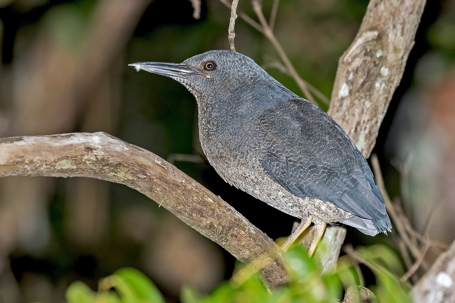 Zigzag Heron (image by Pete Morris)