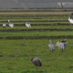 Four species of crane in one field! (image by Dave Farrow)