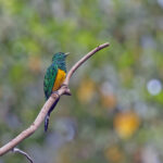 African Emerald Cuckoo (image by Pete Morris)