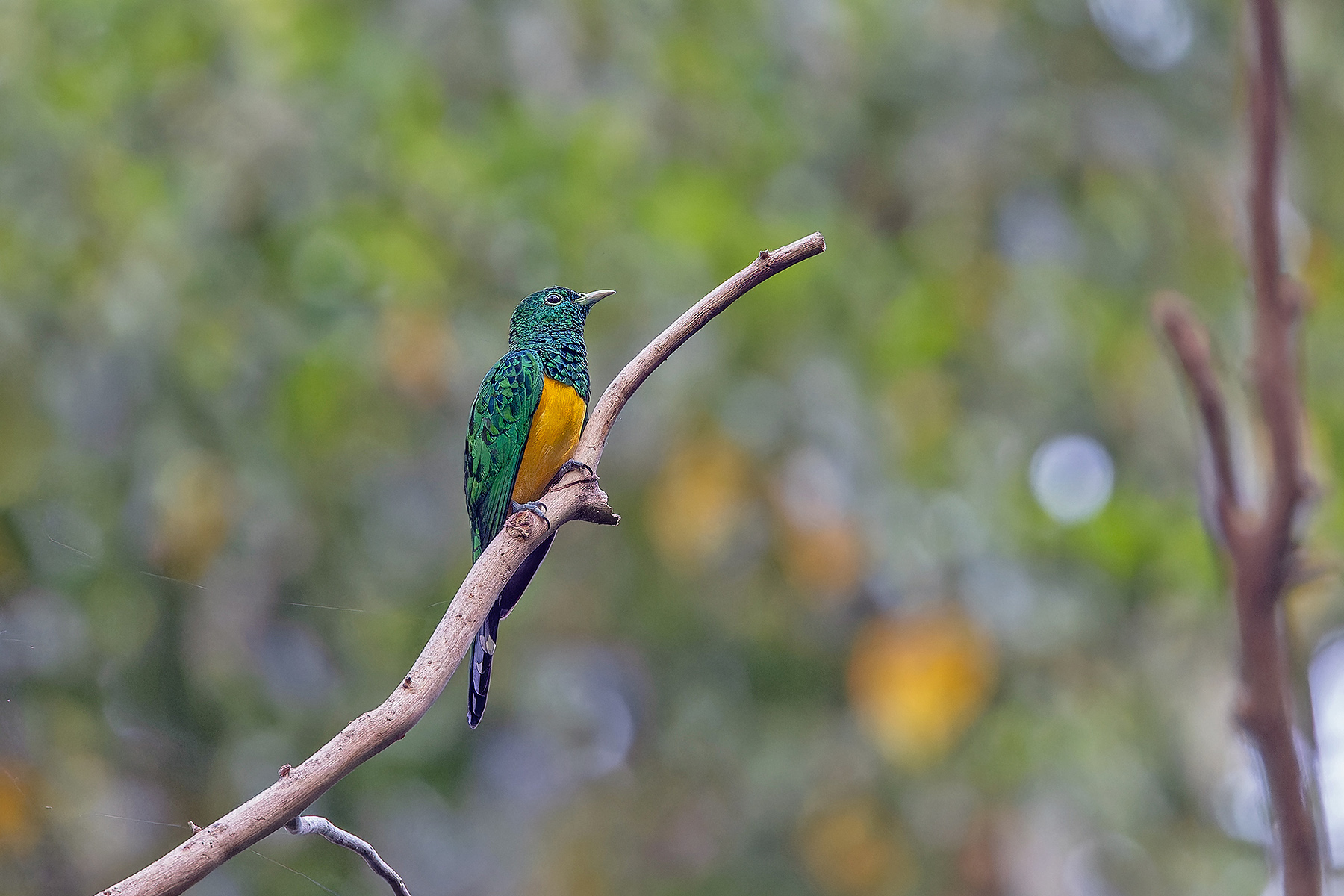 African Emerald Cuckoo (image by Pete Morris)