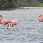 American Flamingos (image by Mark Van Beirs)