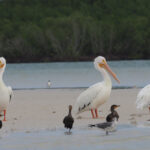American White Pelicans (image by Mark Van Beirs)