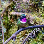 Amethyst-throated Sunangel (image by Juan Carlos Calvachi)